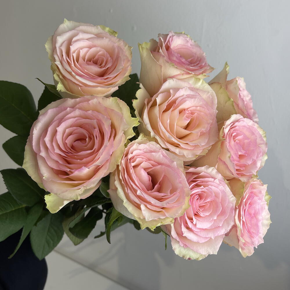 Розы нежные 🌸9