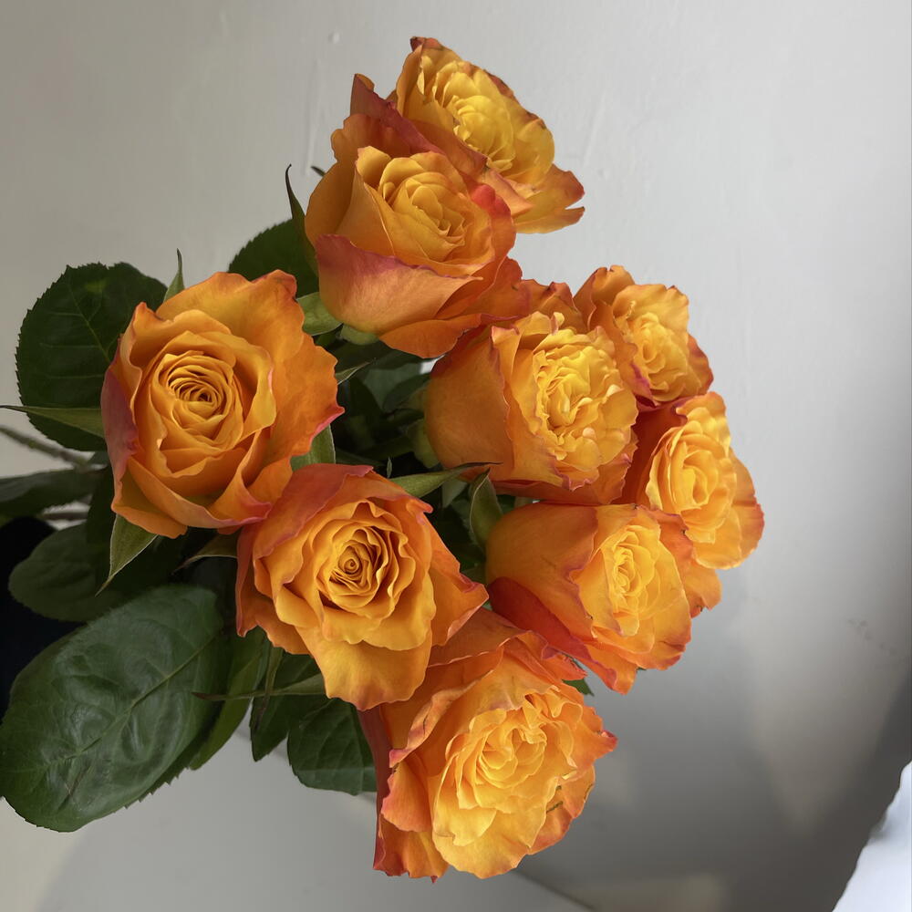 Розы рыжие 🧡9