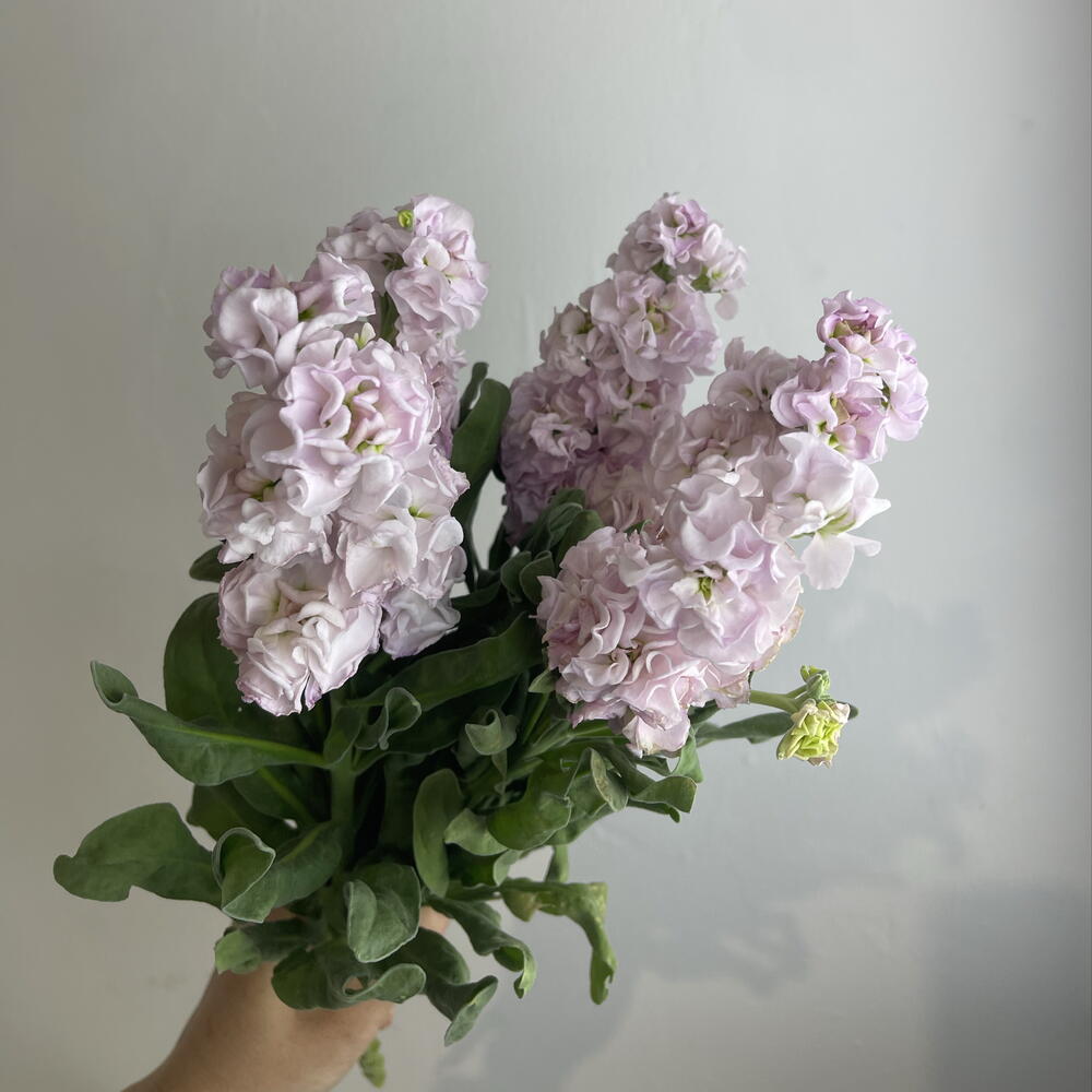 Метиолла 5