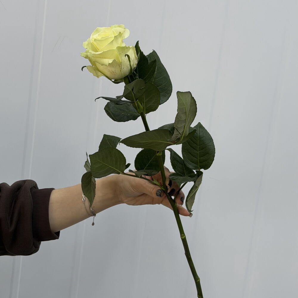 Роза белая,Мондиаль