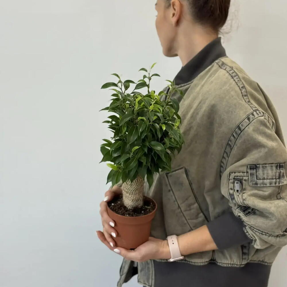 Фикус