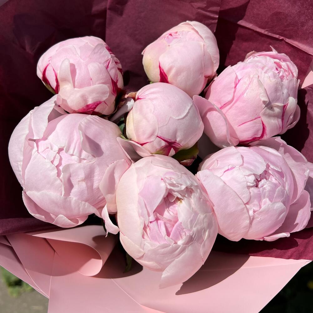 цветы пионов отзывы. пионы → травянистый joker. цветы пионов отзывы. пион травянистый сара бернар. пион травянистый мсье жюль эли.