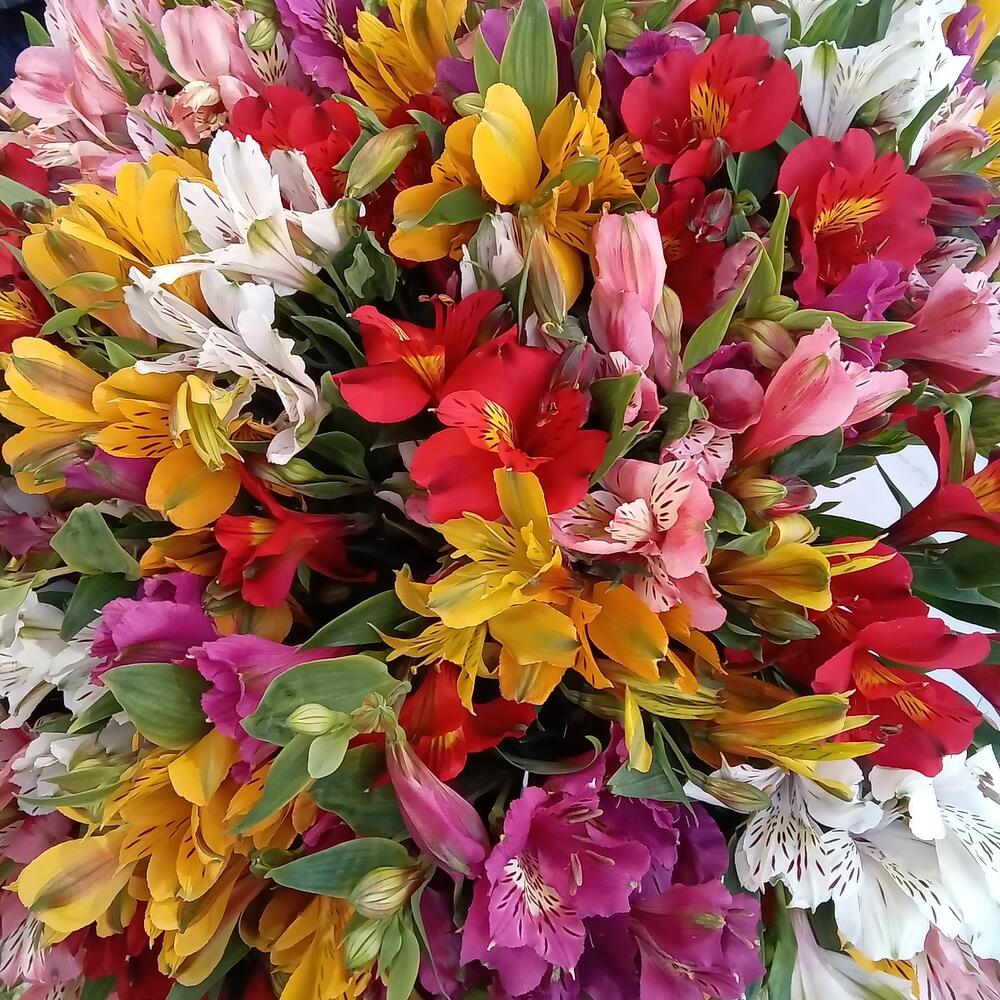 Alstroemeria mix is big