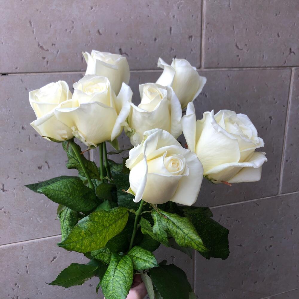 Роза Снежана