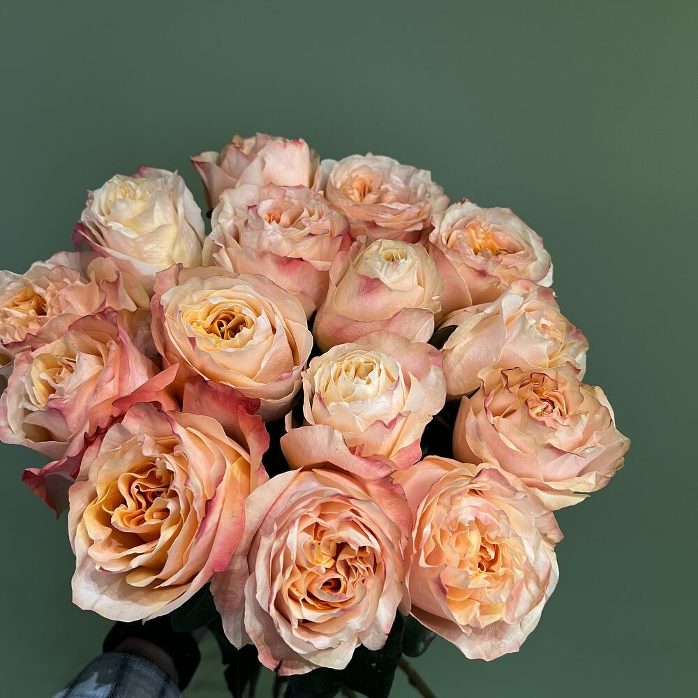 15 пионовидных роз Princess Crown