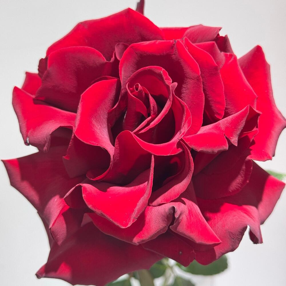 Французская Роза