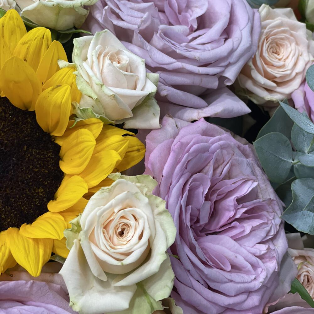 Morning Harmony🌼