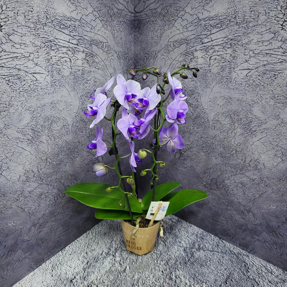 Фаленопсис Каскад 2