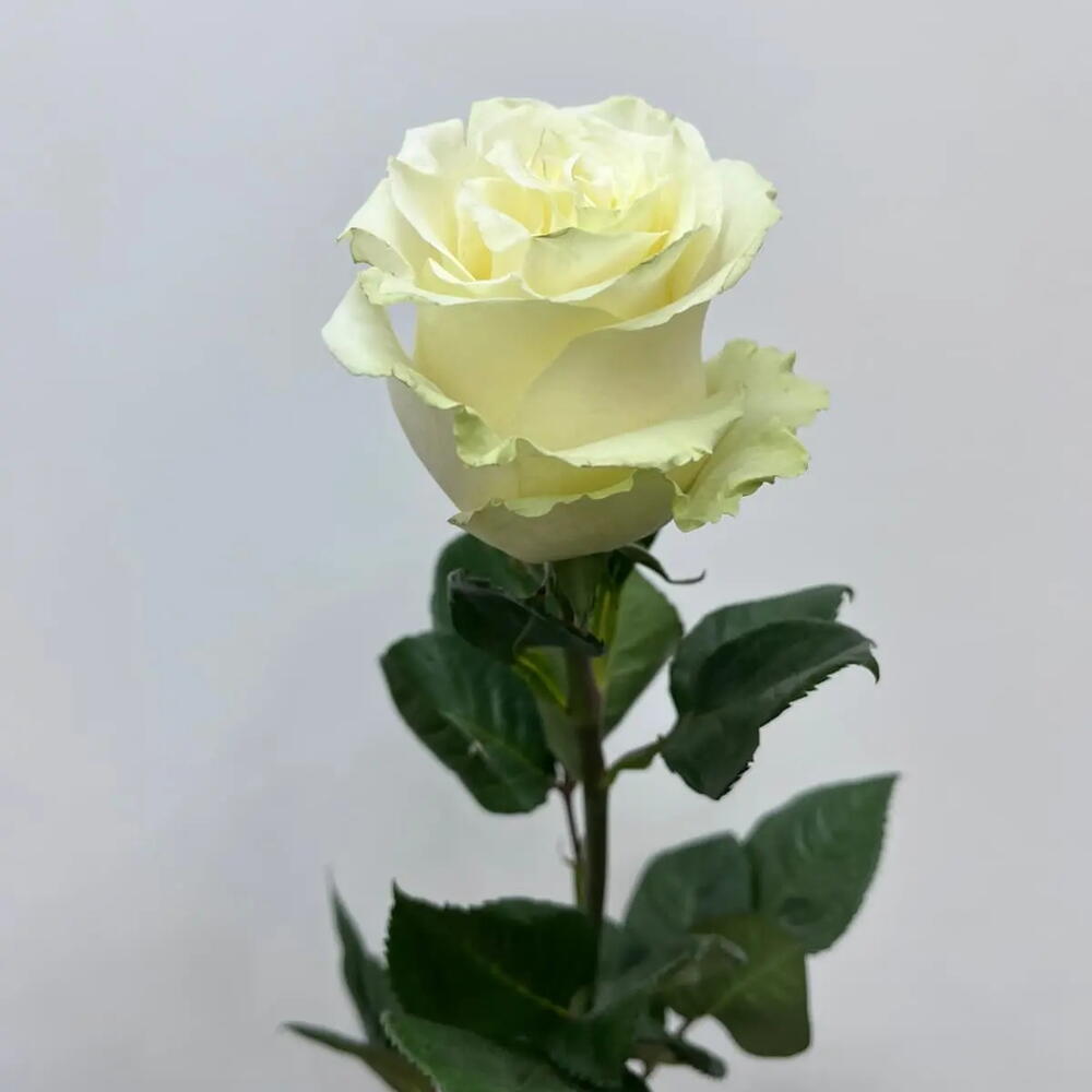 Роза белая Мондиаль