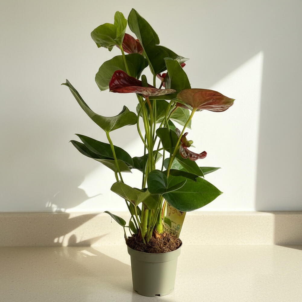 Indoor Red Anthurium