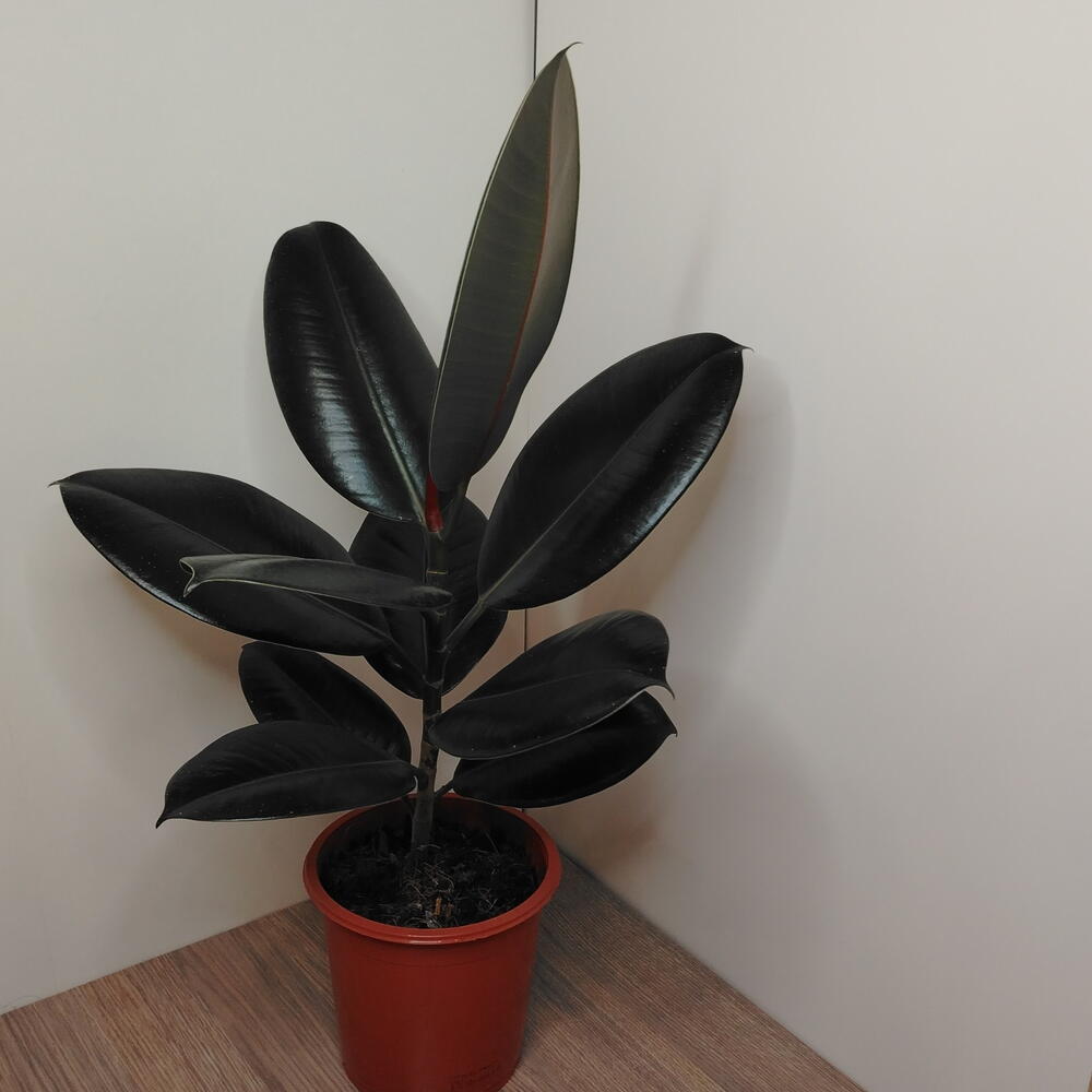 Фикус Эластика Абиджан