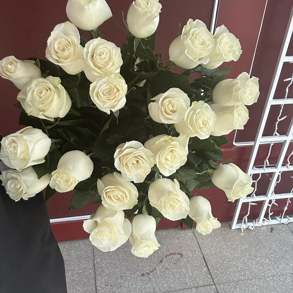 Белые Розы ( 25 веток )