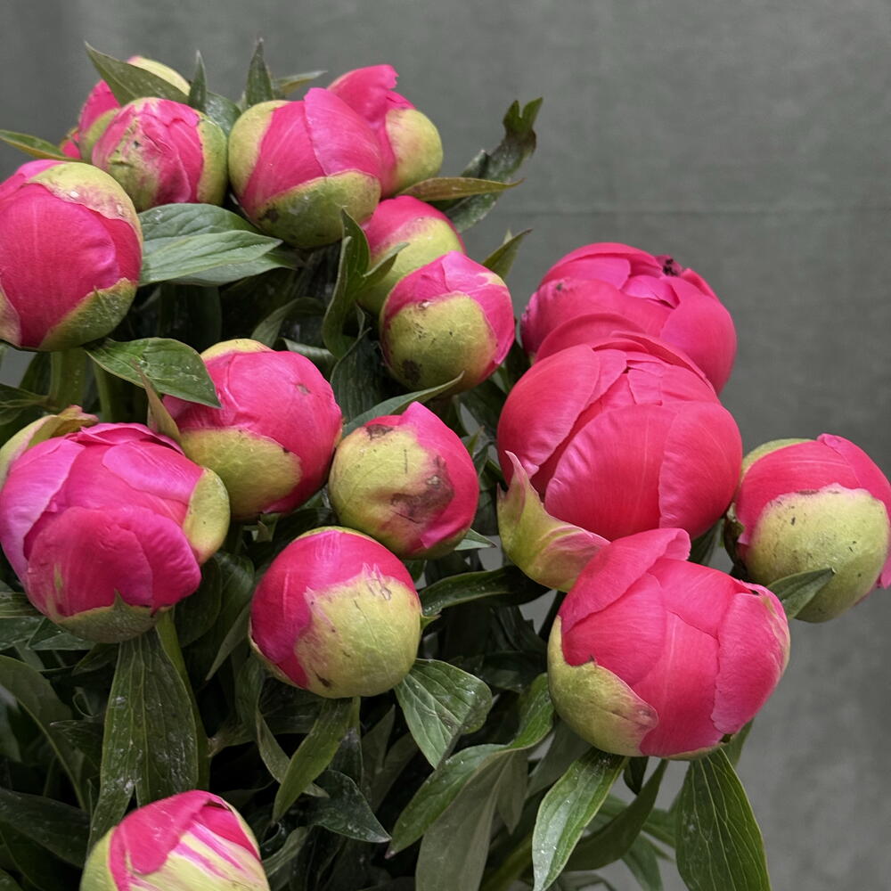 Пионы Pink / 20 шт