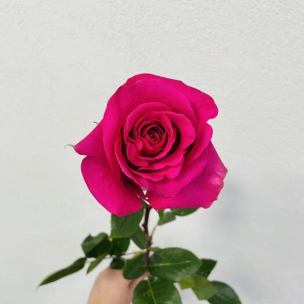 Роза эквадор PINK FLOYD PREMIUM