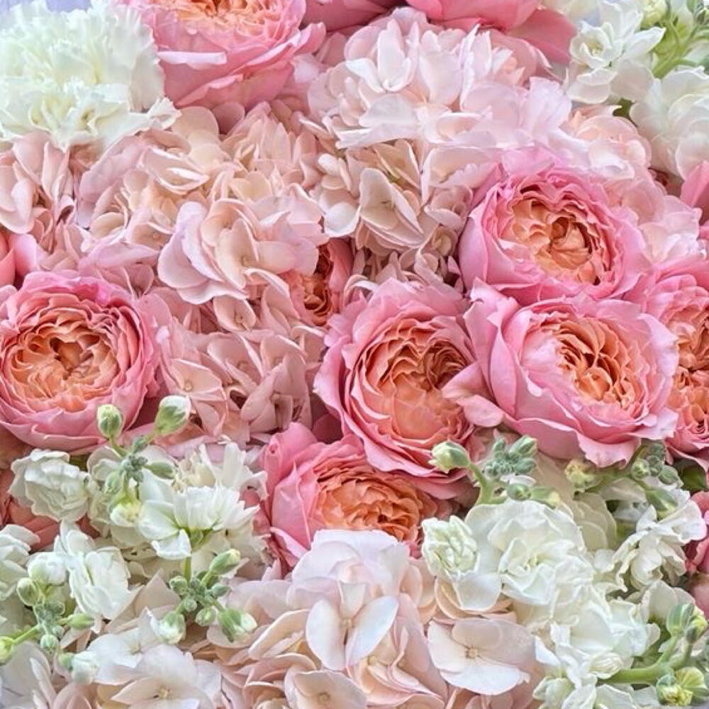 Ivory Dream
