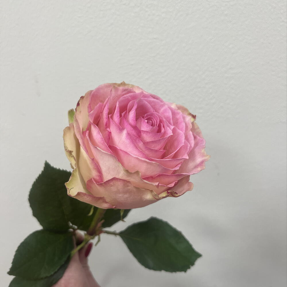 Роза Pink