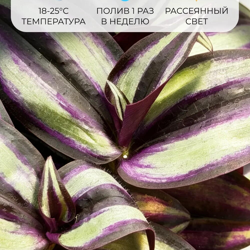 Традесканция комнатная Зебрина взрослое растение в горшке