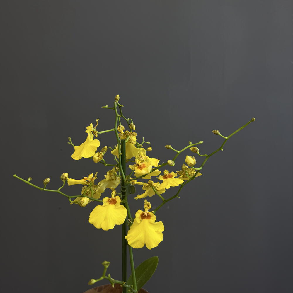 Орхидея Oncidium