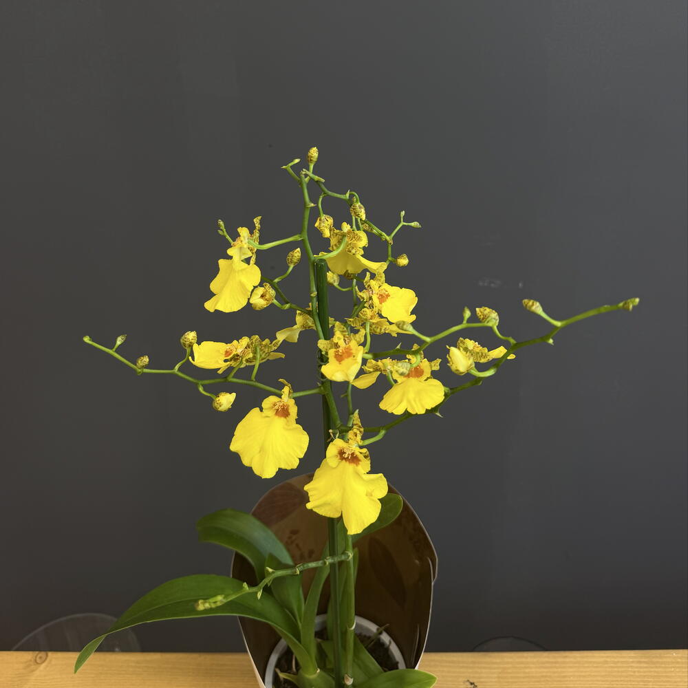 Орхидея Oncidium