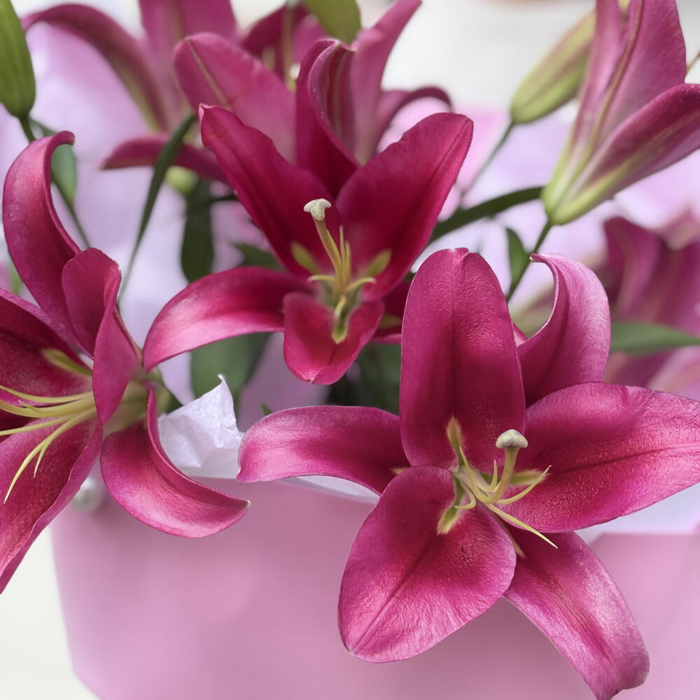 Монобукет «Королевская лилия» — лилии бордовые 🌺👑