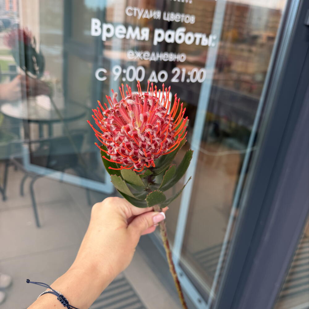 Нутан