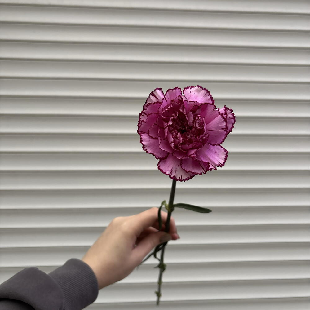 Диантус пятнистый💜💐