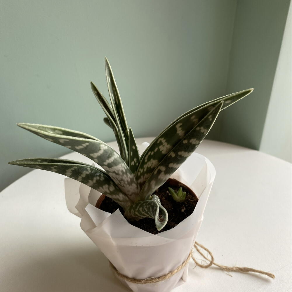 Алое Variegata
