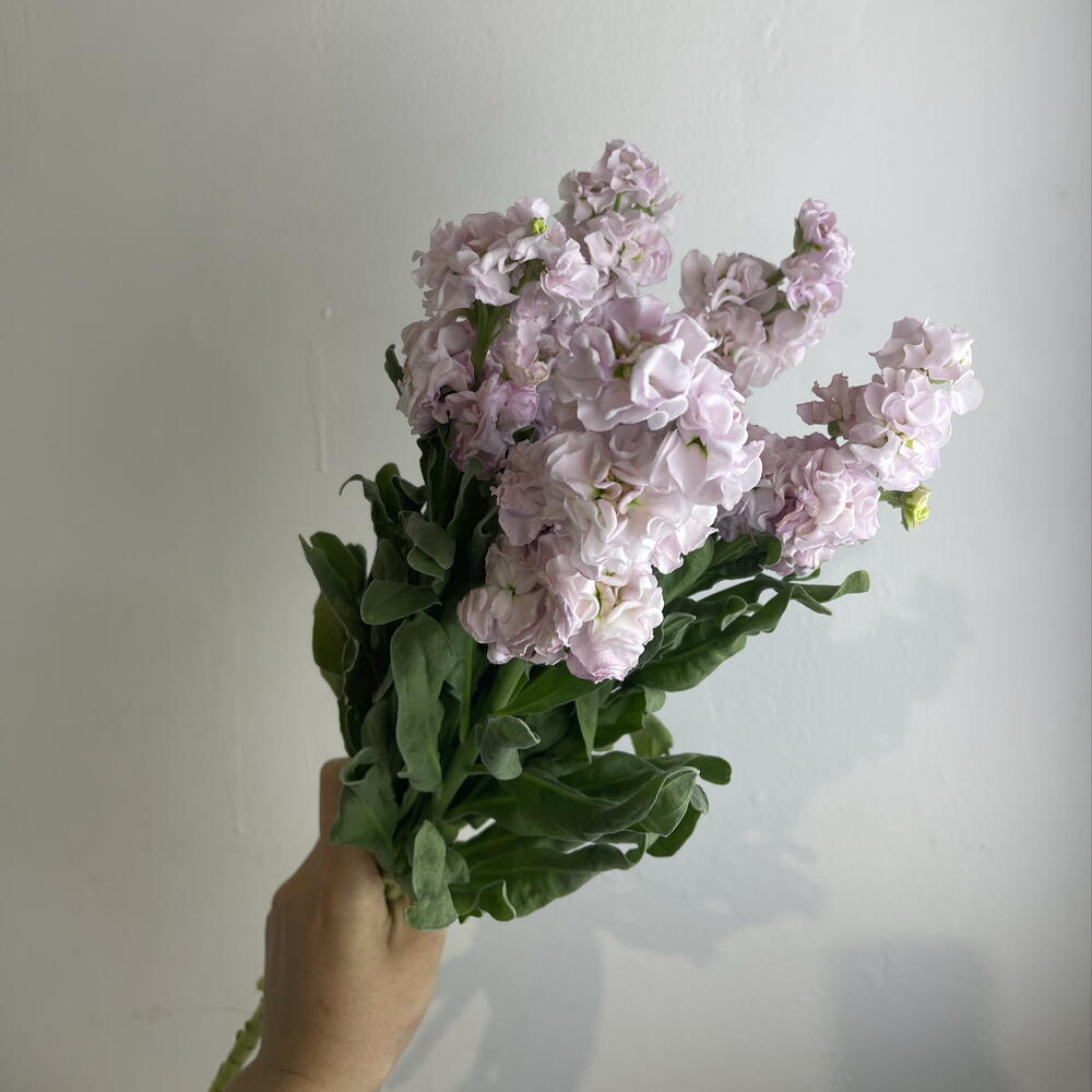 Метиолла 5