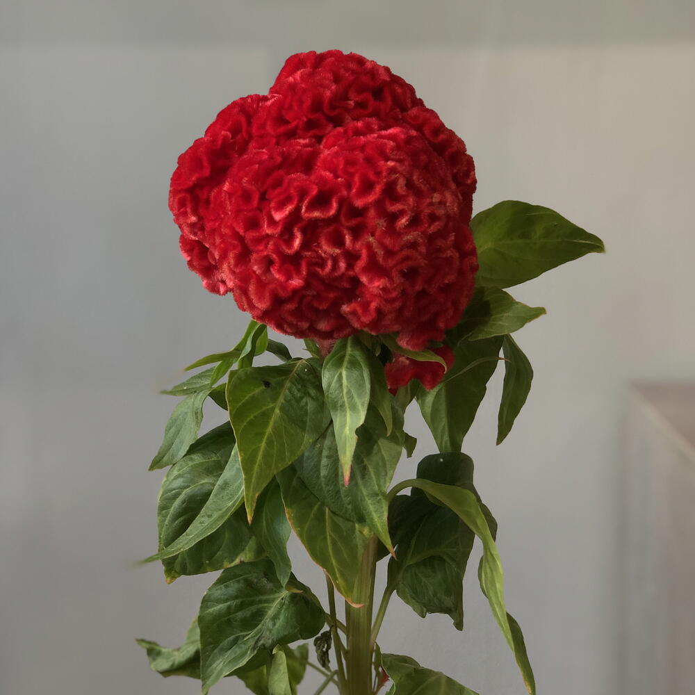 Целлозия