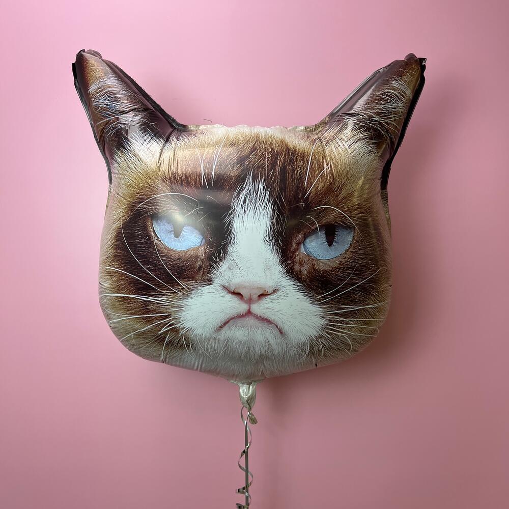 Кошечка сердитая