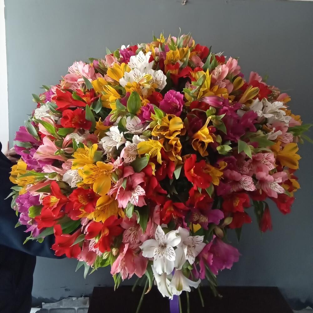 Alstroemeria mix is big
