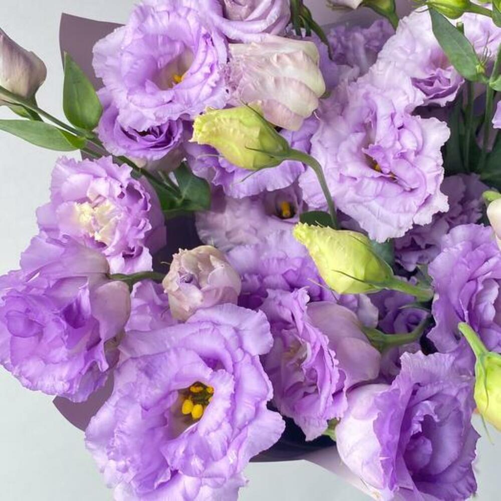 Lavender Eustoma