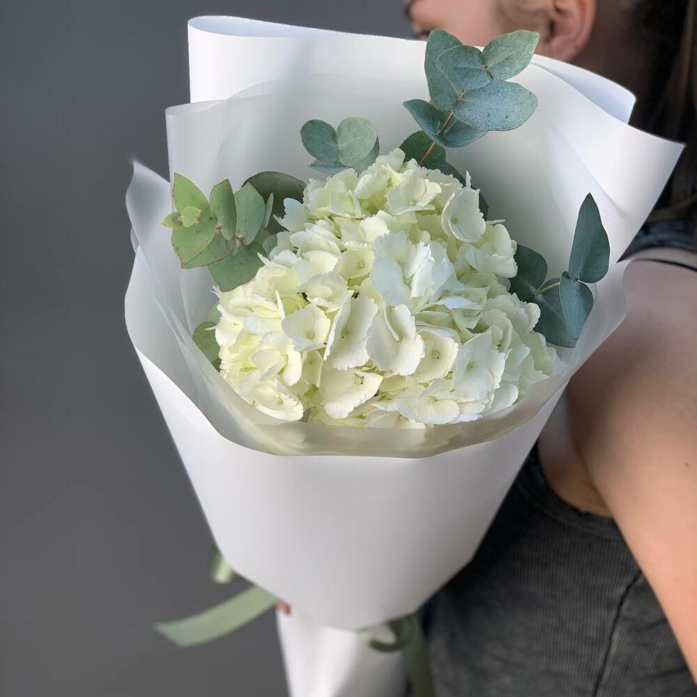 Hydrangea