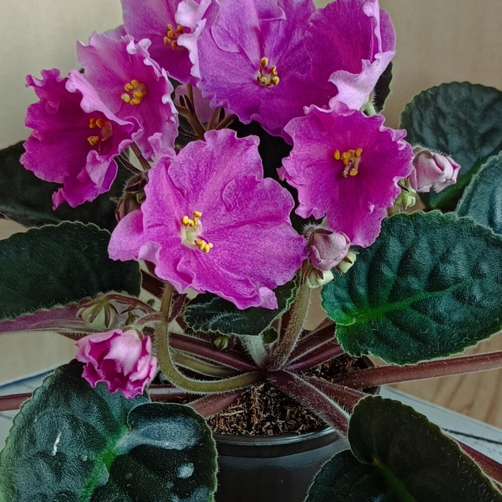 Фиалка (*58)