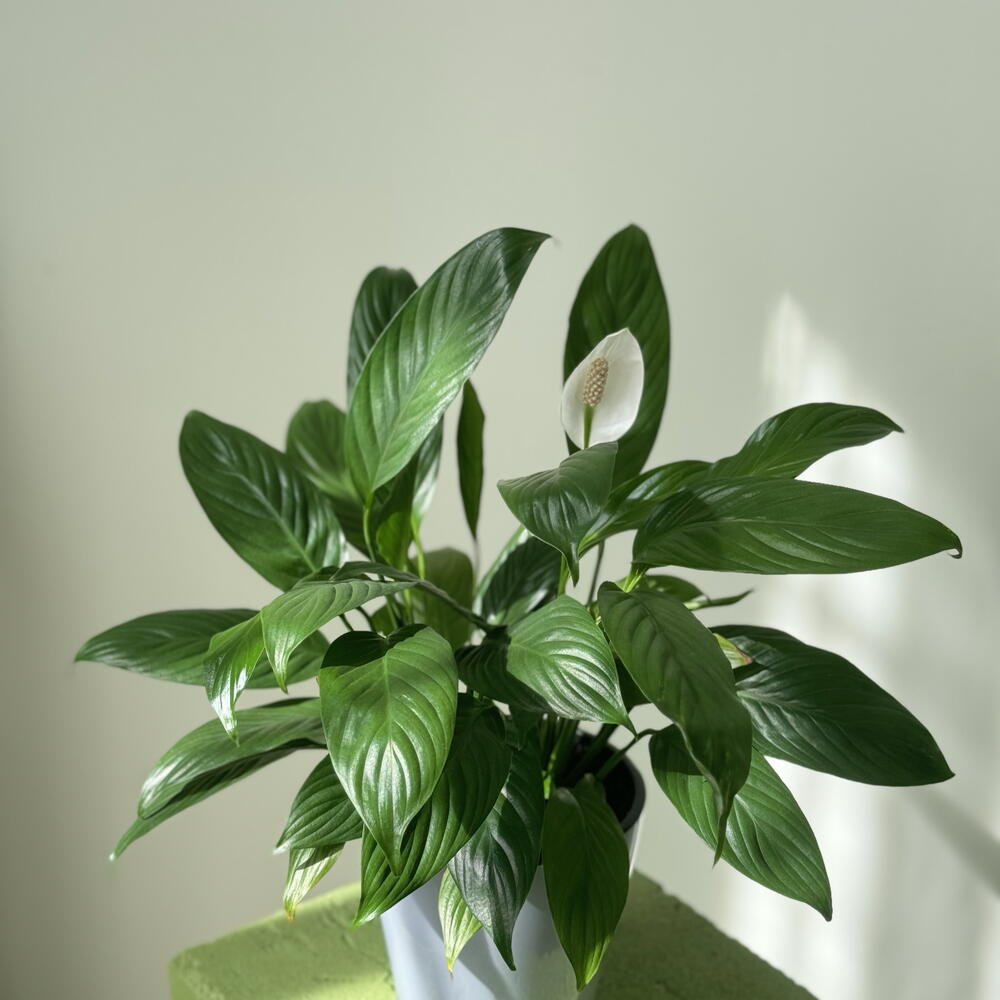 Pure Calm (Spathiphyllum in grey pot)