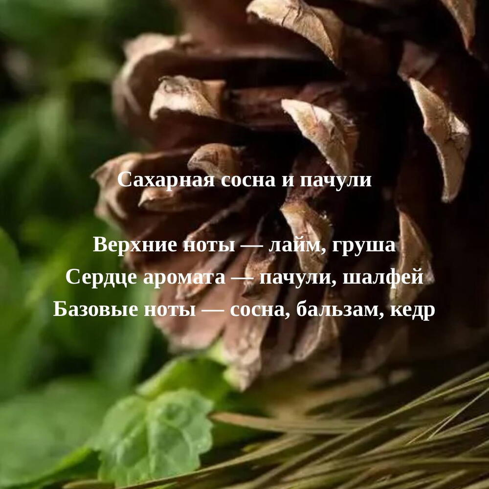 Аромасвеча "Сахарная сосна и пачули", 100 мл