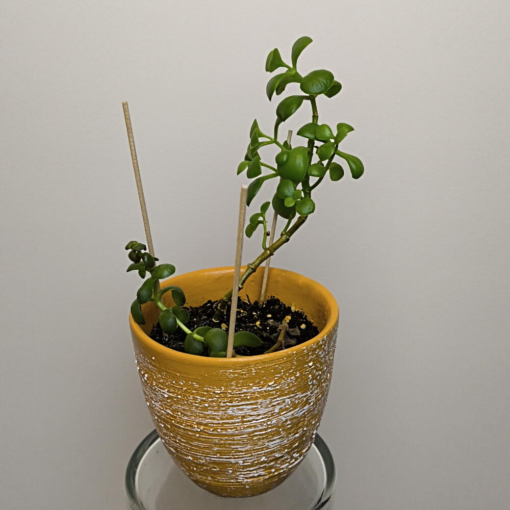 Крассула🌵