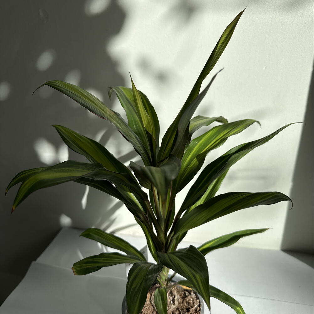 Кордилина🌿