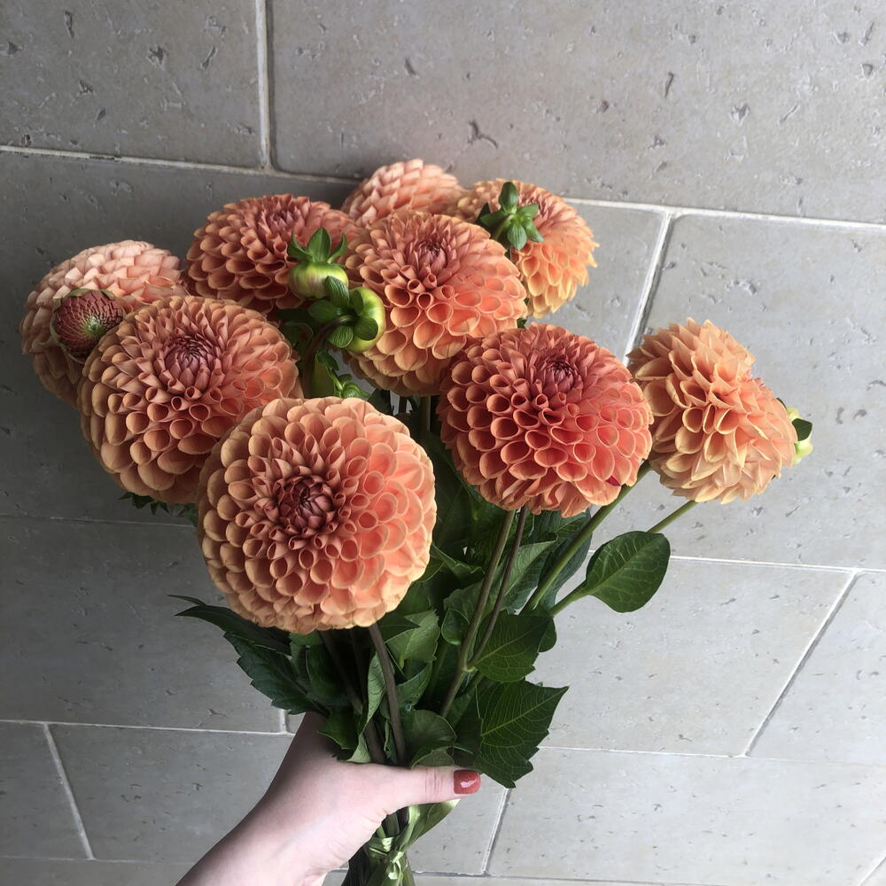 Георгины🌼🌼🌼🌼