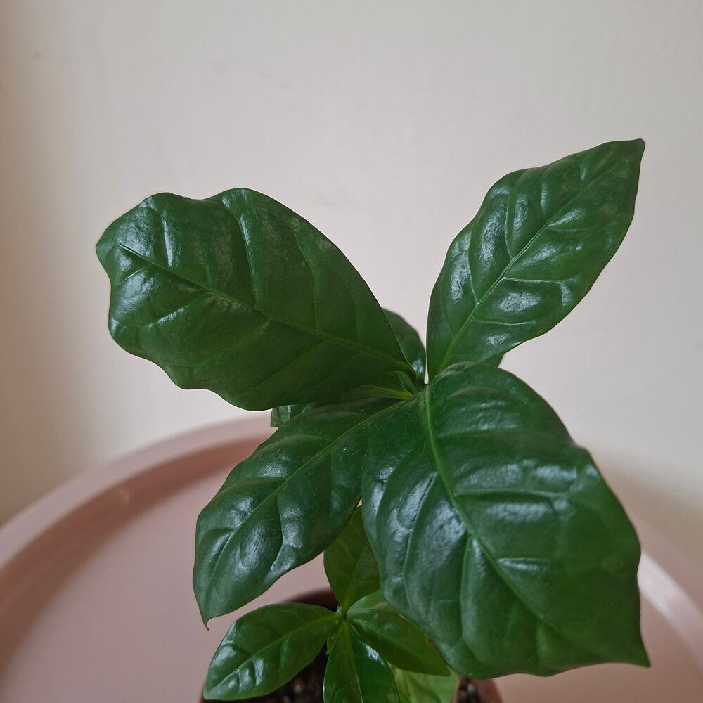 Кофе