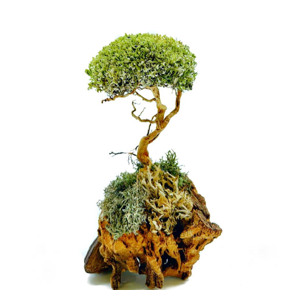 «Whisper of Alatau» — handmade decorative indoor tree by Cetraria