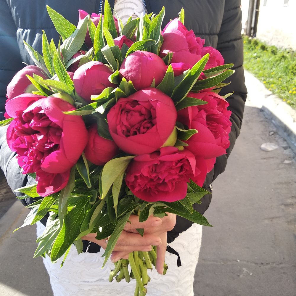 Шикарные пионы