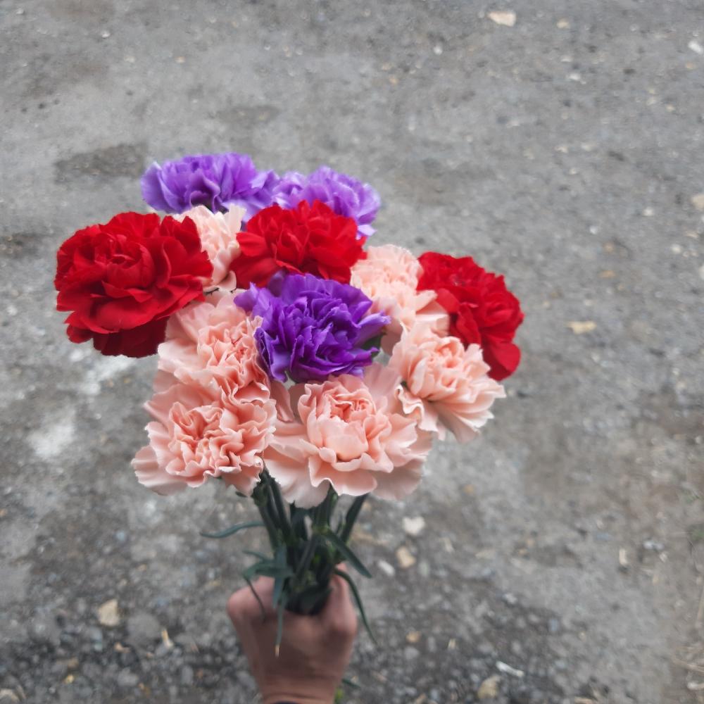Dianthus colored