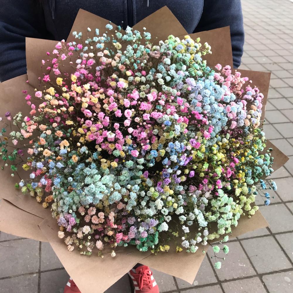 Купить Гипсофила Цветная Свежая В Краснодаре