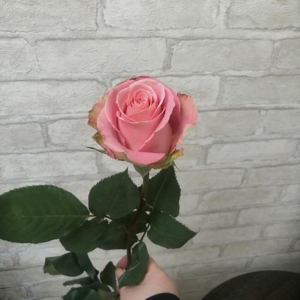 Роза Эквадор,, Hermosa 60cм
