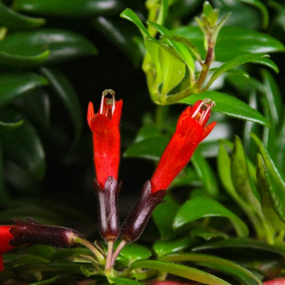 Эсхинантус Мона Лиза подвесной D15, Live Plants Moscow, buy at a price ...