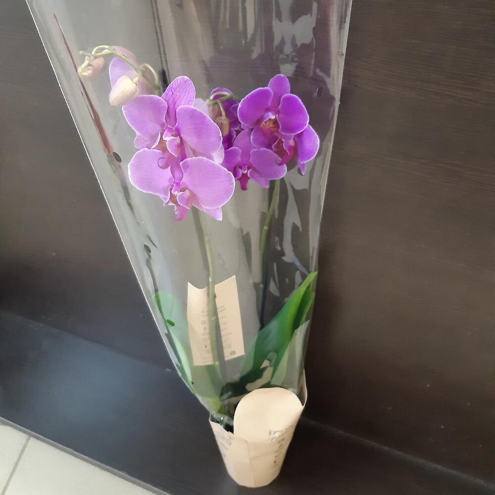 орхидея оренбург купить