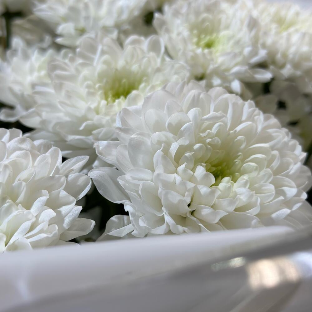 Букет белых кустовых хризантем сорта Алтай, 15шт. (М006)