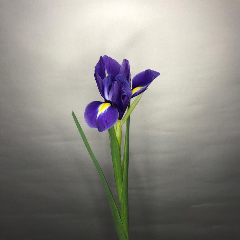 Ирис фиолетовый 💜