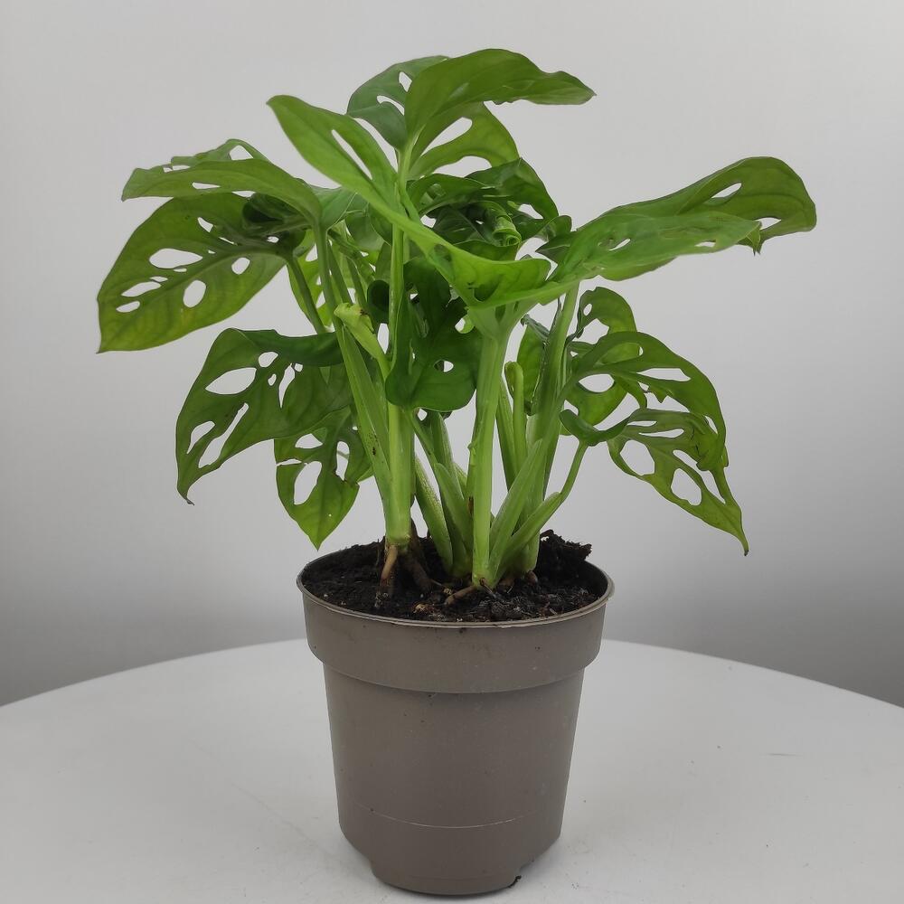 Монстера косая (monstera obliqua) декоративно-лиственное растение ...
